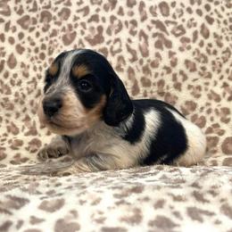 Arya-Long hair - Piebald female Dachshund puppy in Purdy, Missouri from Shotgun Pups