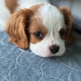 Bean - Blenheim male Cavalier King Charles Spaniel puppy in Miami, Florida from Tropical Cavaliers