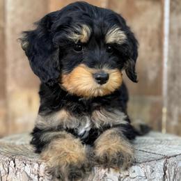 Monty1 (Montana) Blue - male Golden Mountain Doodle puppy in Twin Falls, Idaho from Magic Valley Family Doodles