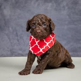 Coco - Cafe au lait female Poodle puppy in Weston, Florida from Miami Toy Poodles