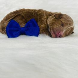 Rusty. AKC - Red  male Poodle puppy in Nixa, Missouri from Family Poodles