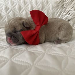 French Bulldog Puppies from Forever Friendchies