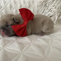 French Bulldog Puppies from Forever Friendchies