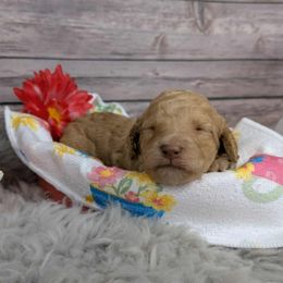 Daffodil - Apricot female Poodle puppy in Mongomery, Texas from Celestial Jewels Poodles