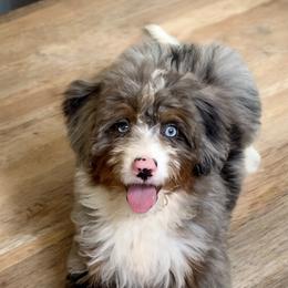 Chanel - Bernedoodle