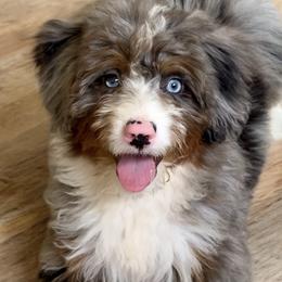 Chanel - Bernedoodle