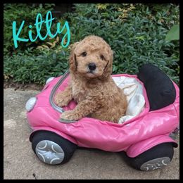 Cavapoo and Goldendoodle Puppies from Daisy's Doodle Den