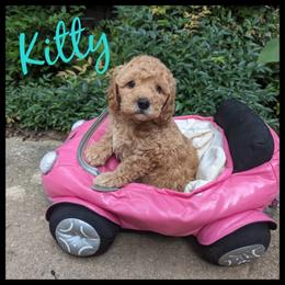 Cavapoo and Goldendoodle Puppies from Daisy's Doodle Den