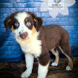 Chestnut - Red tri-color male Australian Shepherd puppy in Owego, New York from WildBloom Australian Shepherds