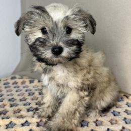 Miniature Schnauzer and Poodle Puppies from LR&R Dog Co.