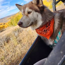 Sheba - Siberian Husky