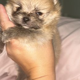 Pomeranians from Amore Pomeranians