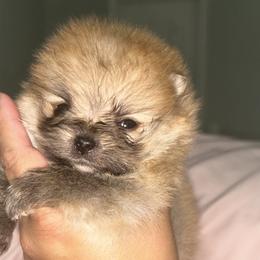 Pomeranians from Amore Pomeranians