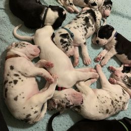Great Dane Puppies from Cook’s Gentle Giants