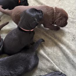 Labrador Retriever Puppies from Dawn's Labrador Retrievers