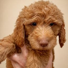 Einstein - Apricot male Goldendoodle puppy in Lake Charles, Louisiana from Perfect Fit Poodles & Doodles