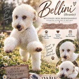 Bellini - Trained Puppy - Chocolate merle female Bernedoodle puppy in Youngstown, Florida from Wonderland’s Boujie Kennels