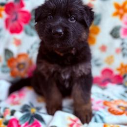 Root Beer - Black and red male German Shepherd puppy in Coplay, Pennsylvania from By My Side Germans Shepherds & Dobermans