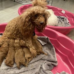 Poodle Puppies from Amelia Castro