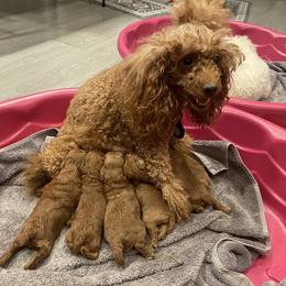 Poodle Puppies from Amelia Castro