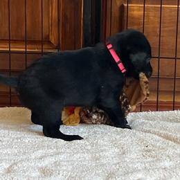 Labrador Retriever Puppies from Angela Zeyfang