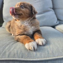 Molly - Red merle female Miniature Australian Shepherd puppy in Harlingen, Texas from GulfCoastKennels