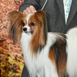 Nemo - Papillon