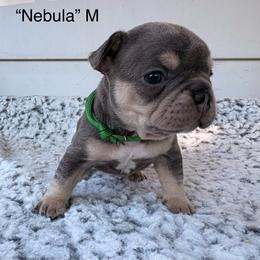 Nebula - Tricolors male French Bulldog puppy in Almo, Kentucky from Busy Bee French Bulldogs
