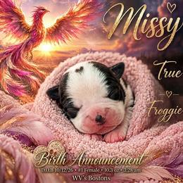 Missy - Black and white female Boston Terrier puppy in North Central, Vermont from Windy Valley’s Bostons