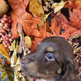 Orange - Chocolate and tan female Dachshund puppy in Sarasota County, Florida from Donna's Mini Joys