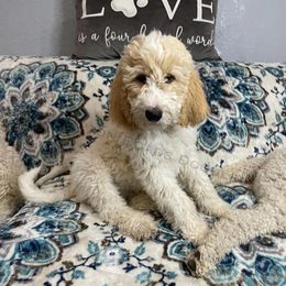 Goldendoodles from Hampton Roads Doodles