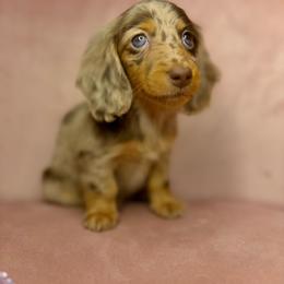 Hazel - Dapple female Dachshund puppy in Merced, California from JDKennel