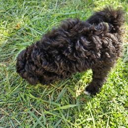 Havapoo Puppies from Derbyville Havapoos
