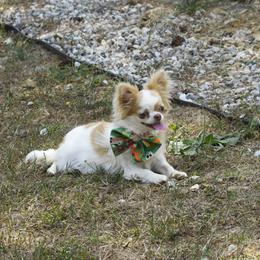 Tiara - Chihuahua