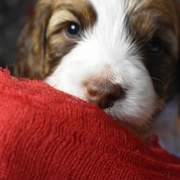 Australian Labradoodle Puppies from Frosty Hill Australian Labradoodles