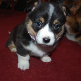 Pembroke Welsh Corgi Puppies from XOXO Corgis