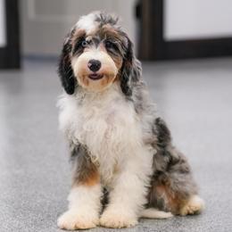 Christie (socialization level 2 student) - Blue merle female Bernedoodle puppy in Dundee, Ohio from Down Home Doodle