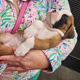 NEON PINK COLLAR - Fawn female Boxer puppy in Gloucester, Virginia from Keen Boxers