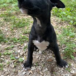 Bull Terrier and Poodle Puppies from The Dynasty