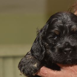 Cocker Spaniel Puppies from Minster Cocker Spaniels