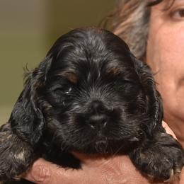 Cocker Spaniel Puppies from Minster Cocker Spaniels