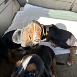 Basset Hound Puppies from Dretzka’s Blessed Basset Hounds