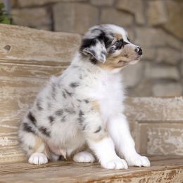 Australian Shepherd Puppies from Broken Arrow Australian Shepherds