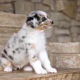 Australian Shepherd Puppies from Broken Arrow Australian Shepherds