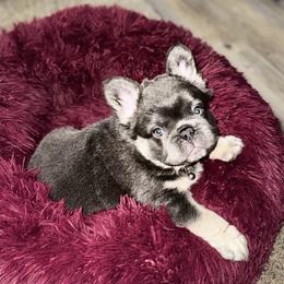 Blue Bear - Blue fawn male French Bulldog puppy in Shakopee, Minnesota from Fishie's Frenchies