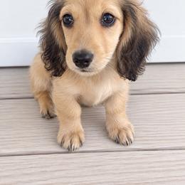 Shaded Cream Male - Cream male Dachshund puppy in Ely, Iowa from Cedar River Mini Dachshunds