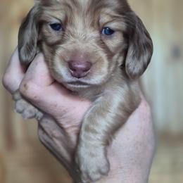 Glory - Dapple female Dachshund puppy in Lowell, Indiana from DesForges Dachshunds.