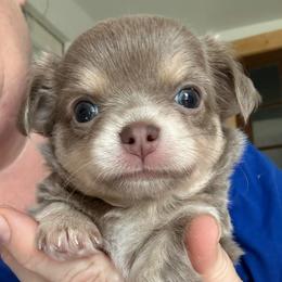 Jelly - Blue and tan female Chihuahua puppy in Coweta, Oklahoma from Green Country Chihuahuas