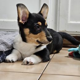 Pembroke Welsh Corgi Puppies from Shelly Bean Corgis