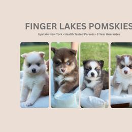 Pomskies from Finger Lakes Pomskies
